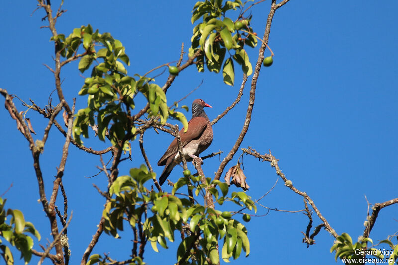 Pigeon ramiretadulte