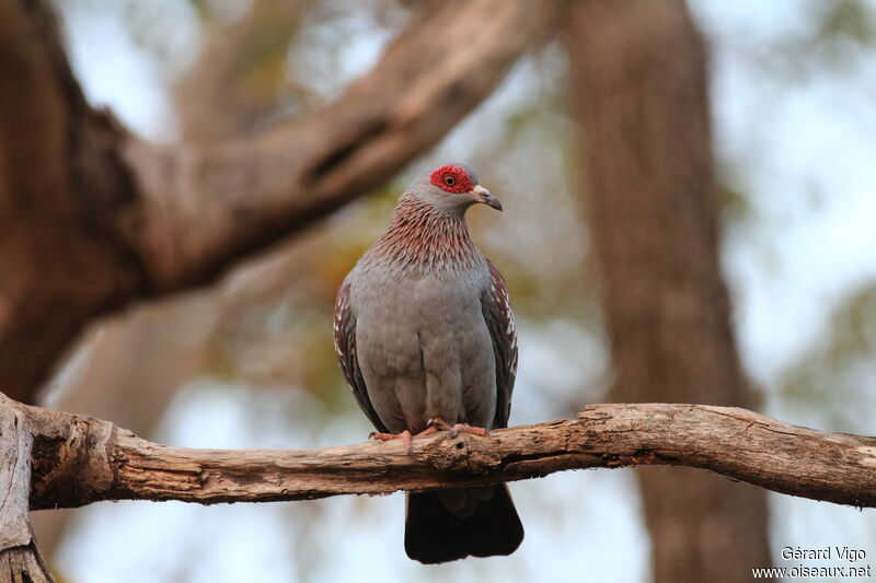 Speckled Pigeonadult