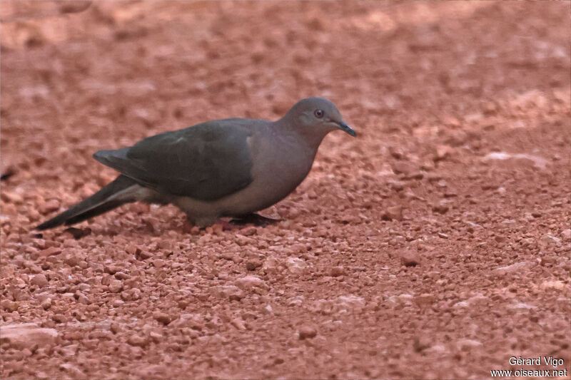 Ruddy Pigeonadult