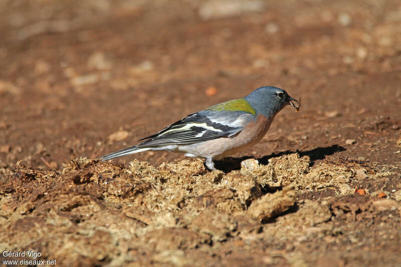 African Chaffinch male adult