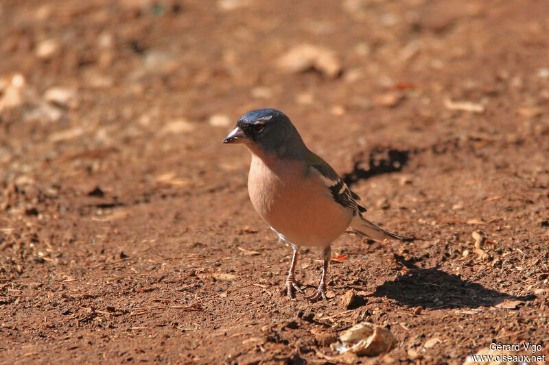 Pinson des arbres africain mâle adulte