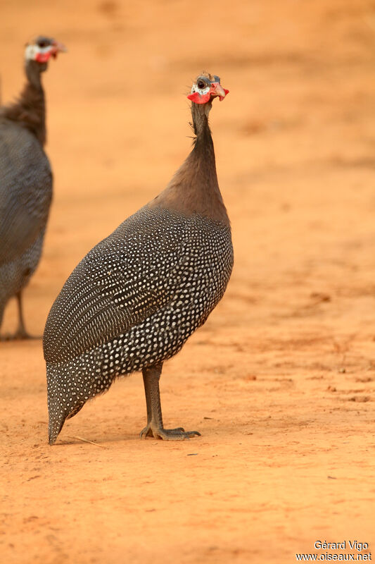 Helmeted Guineafowl