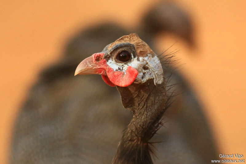 Helmeted Guineafowladult, close-up portrait