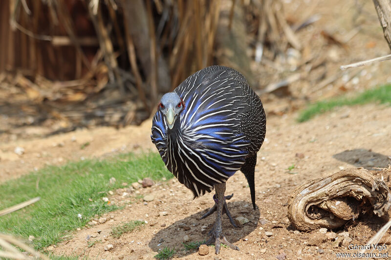 Vulturine Guineafowladult