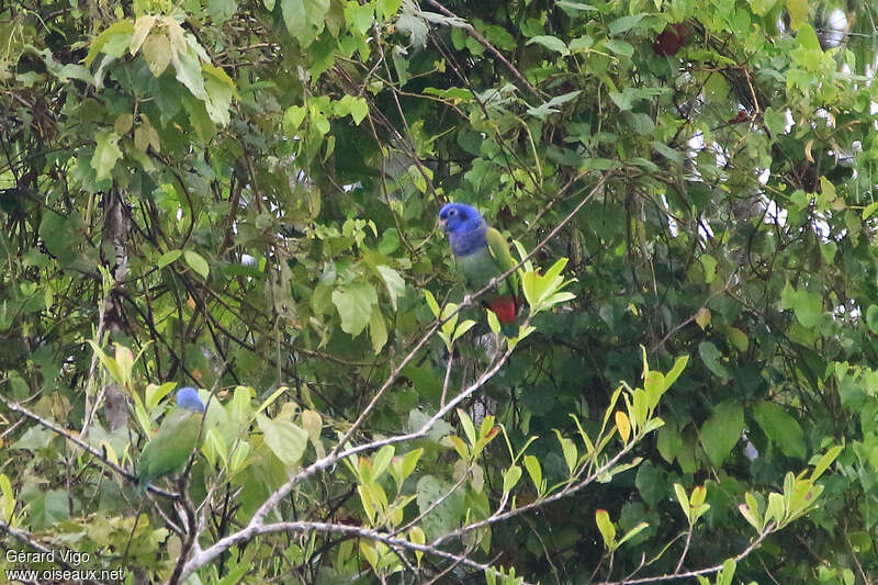 Pione à tête bleueadulte, habitat, pigmentation