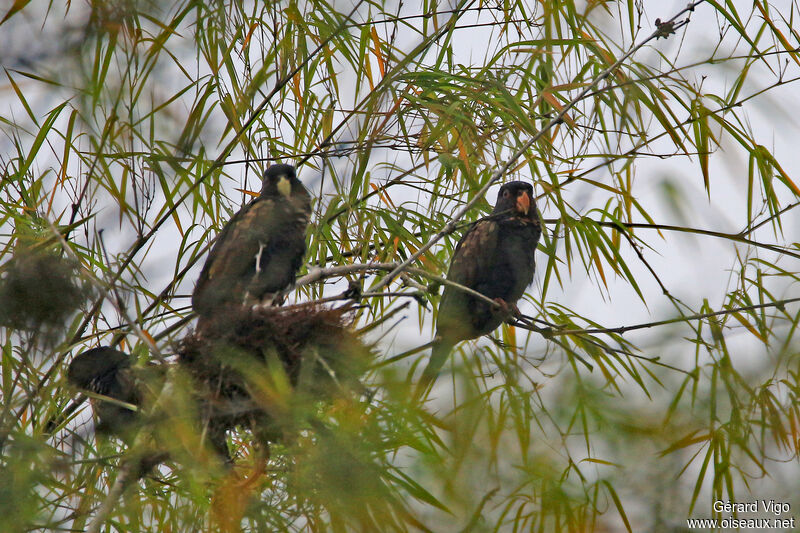 Bronze-winged Parrotadult