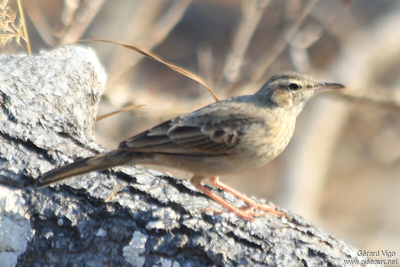 Pipit à long becadulte