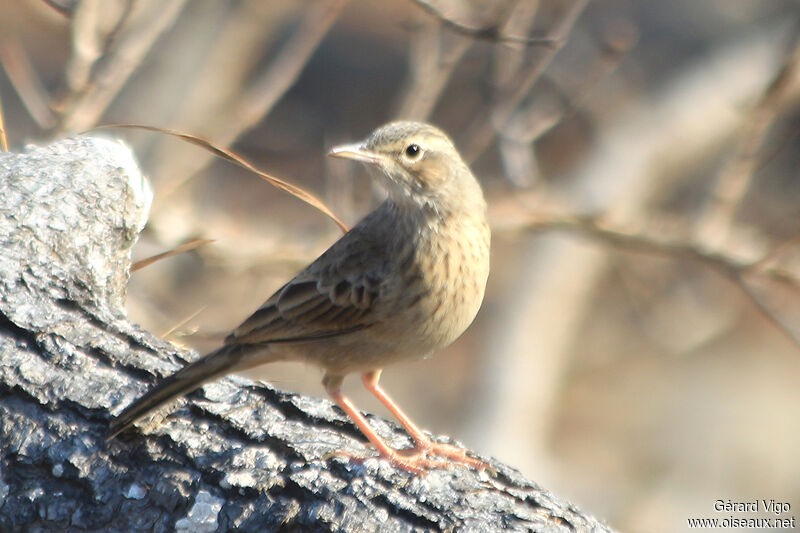 Long-billed Pipitadult