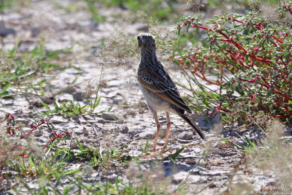 African Pipit