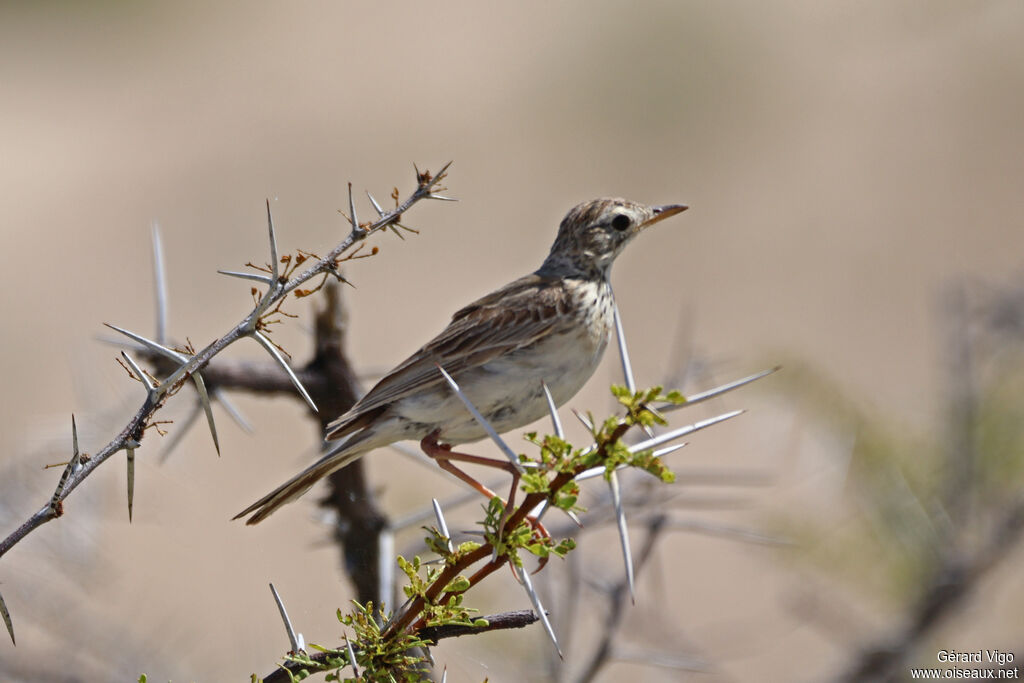 African Pipit