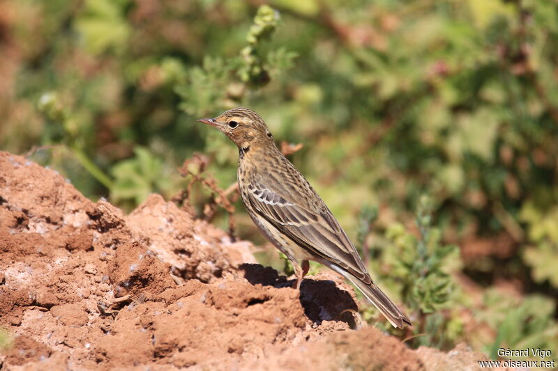 Pipit des arbresadulte