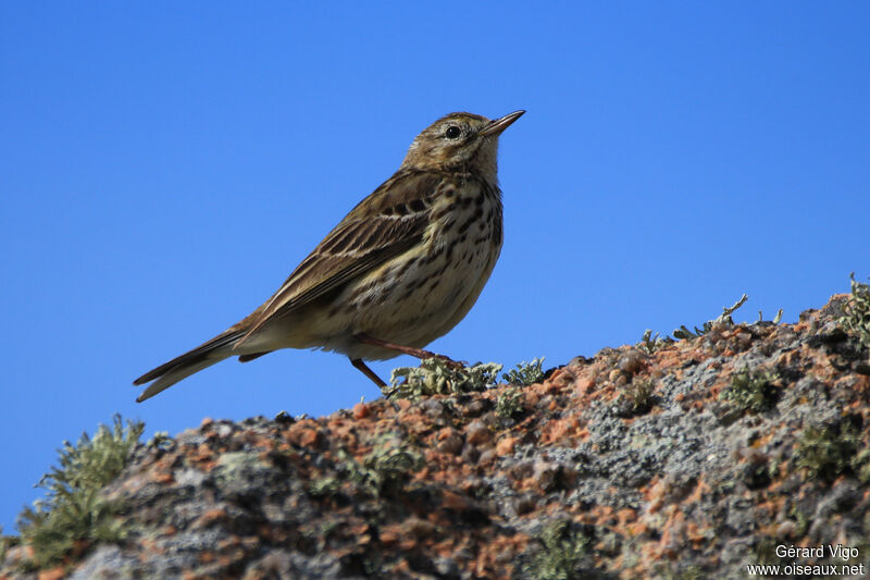 Pipit maritimeadulte