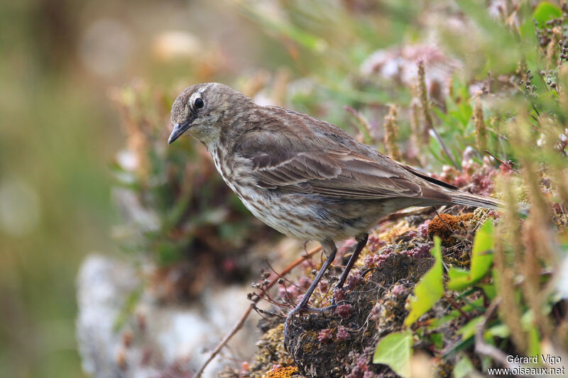 Pipit maritimeadulte