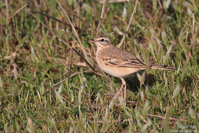 Tawny Pipitadult