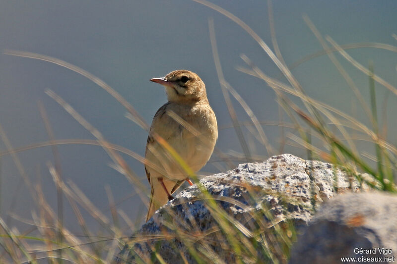 Pipit rousselineadulte