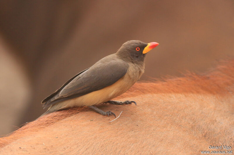 Yellow-billed Oxpeckeradult