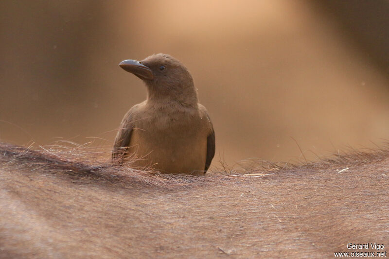 Yellow-billed Oxpeckerjuvenile