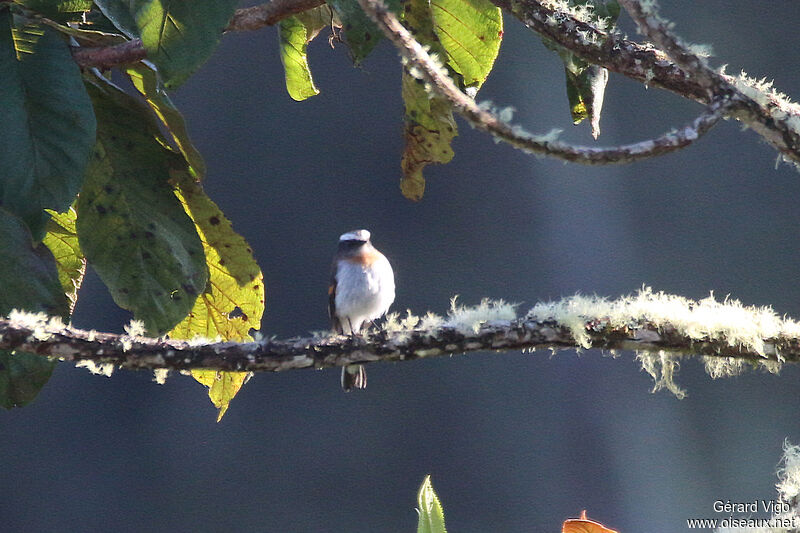 Rufous-breasted Chat-Tyrantadult