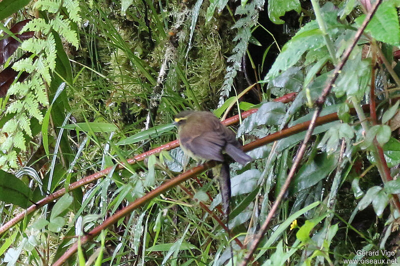 Yellow-bellied Chat-Tyrantadult