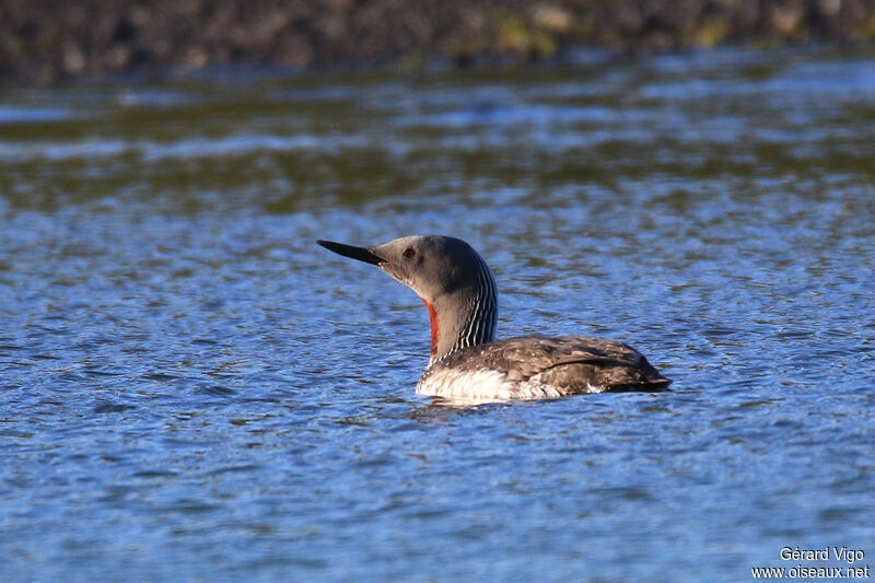 Red-throated Loonadult breeding