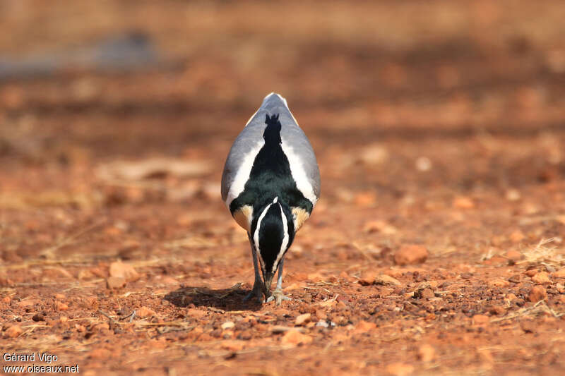 Pluvian fluviatileadulte, composition, pigmentation