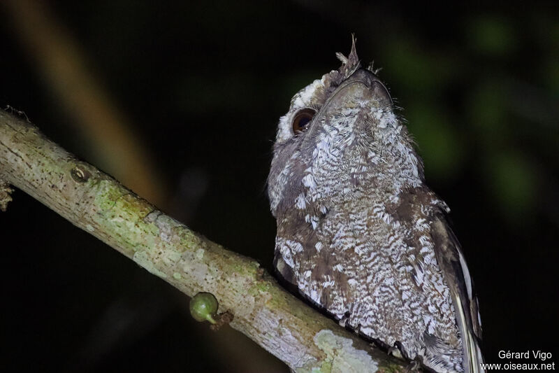 Marbled Frogmouthadult