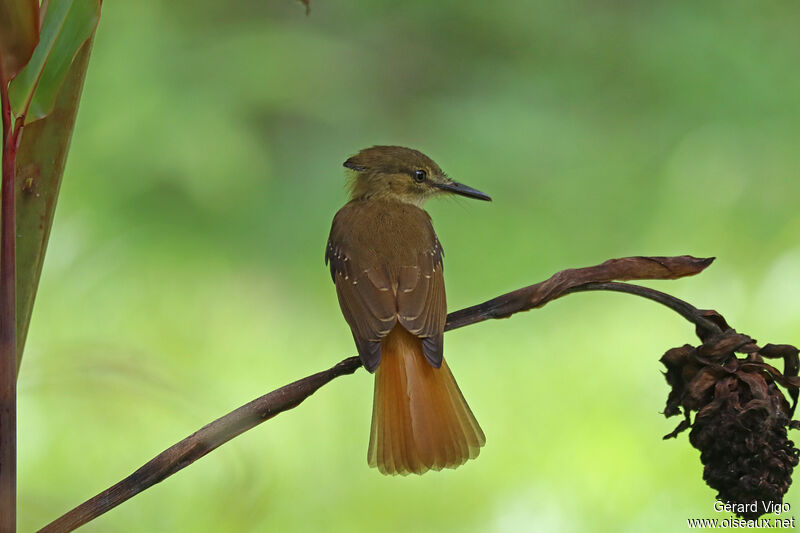 Tropical Royal Flycatcher (mexicanus)adult