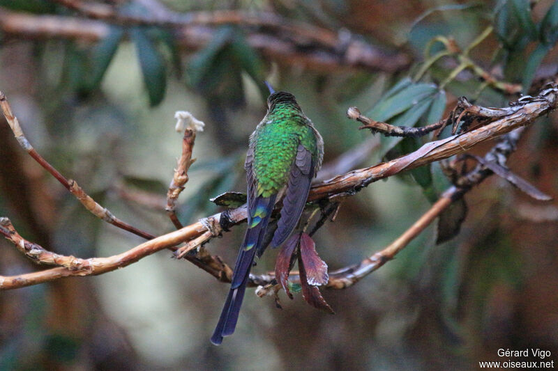 Black-tailed Trainbearer female adult