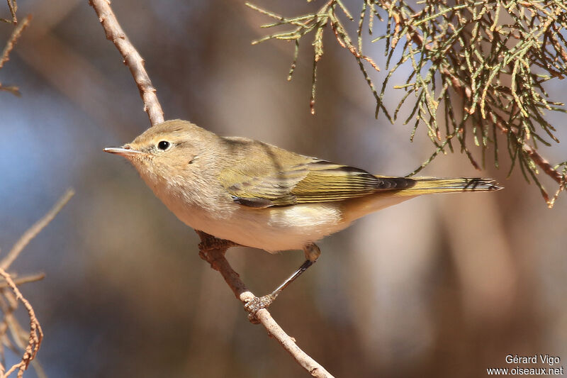 Western Bonelli's Warbleradult