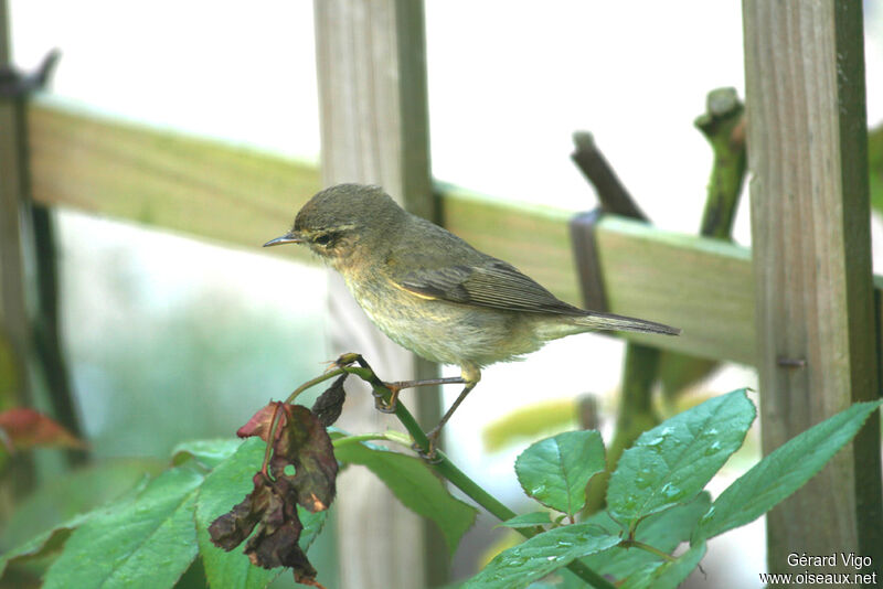 Common Chiffchaffadult