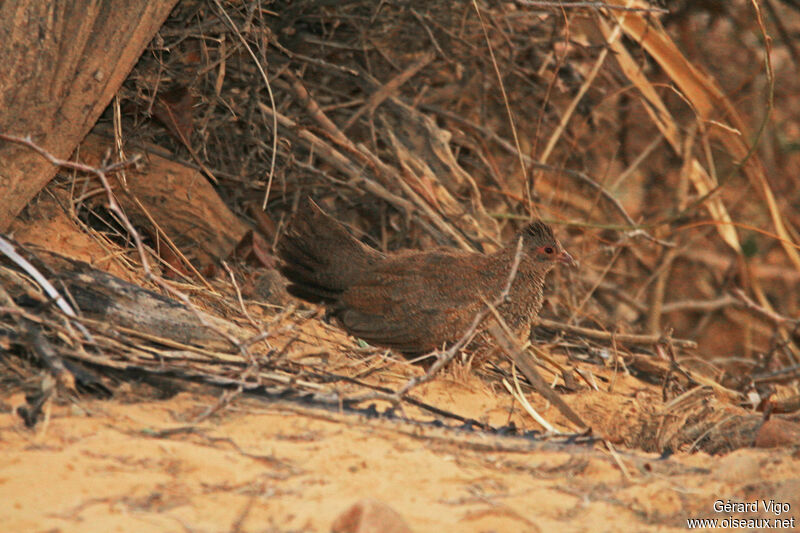 Poulette de rocheadulte