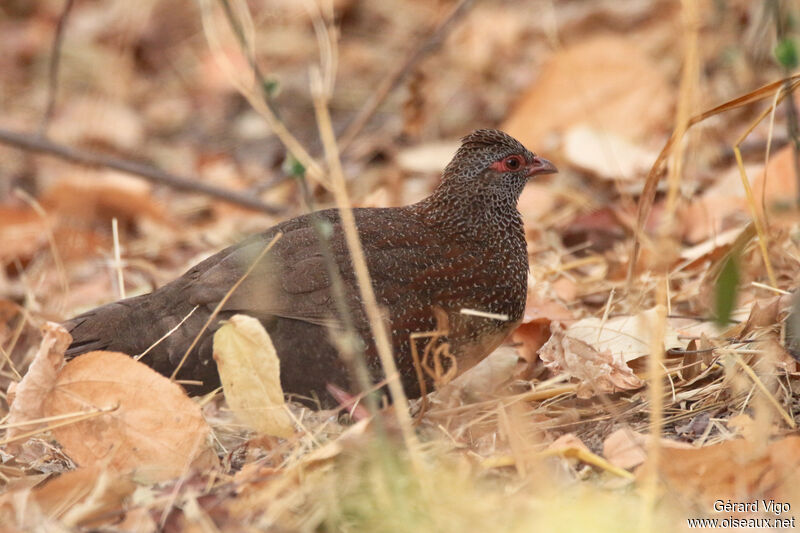 Poulette de rocheadulte