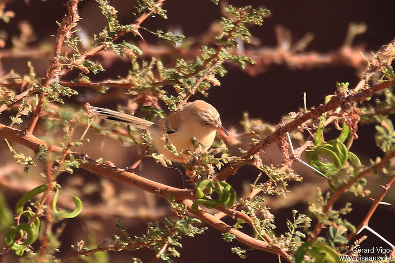 Prinia à front écailleux femelle adulte, habitat, pigmentation