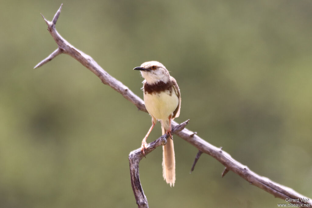 Prinia à plastronadulte