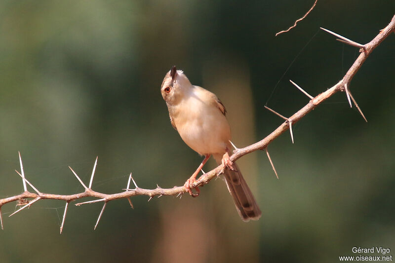 Prinia modesteadulte