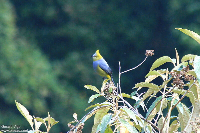 Ptilogon à longue queue mâle adulte, habitat, Comportement