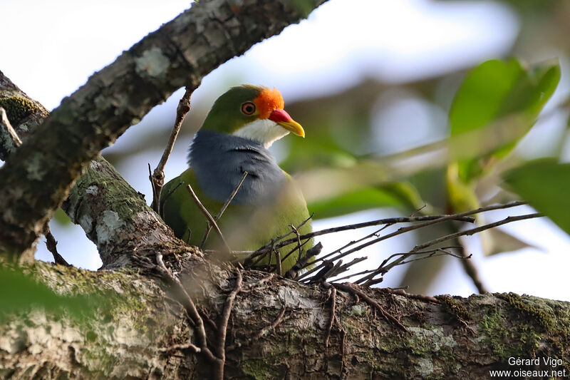 Orange-fronted Fruit Doveadult