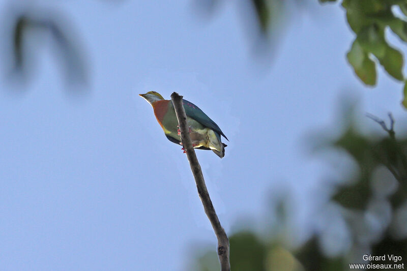 Pink-spotted Fruit Doveadult