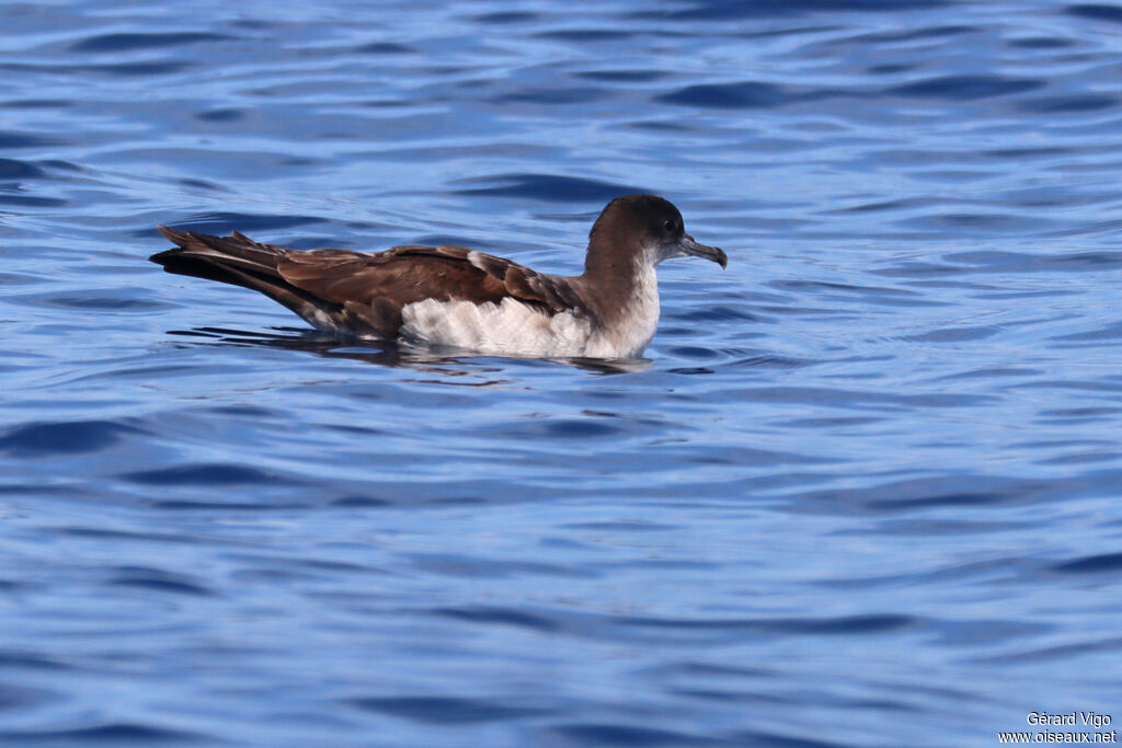 Galapagos Shearwater