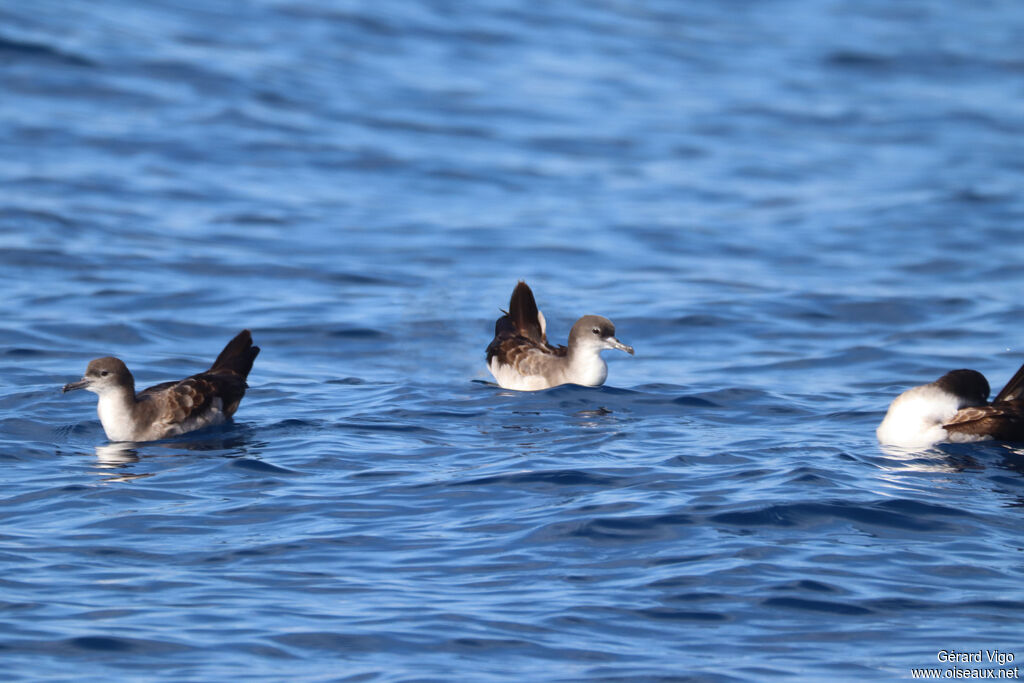 Wedge-tailed Shearwater