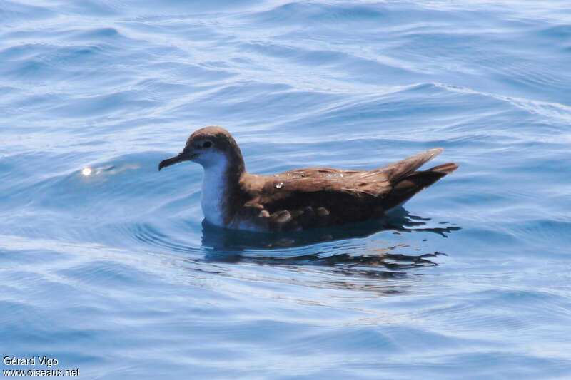 Persian Shearwateradult, swimming