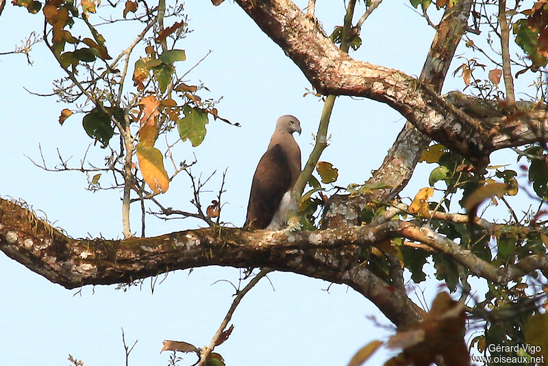 Grey-headed Fish Eagleadult