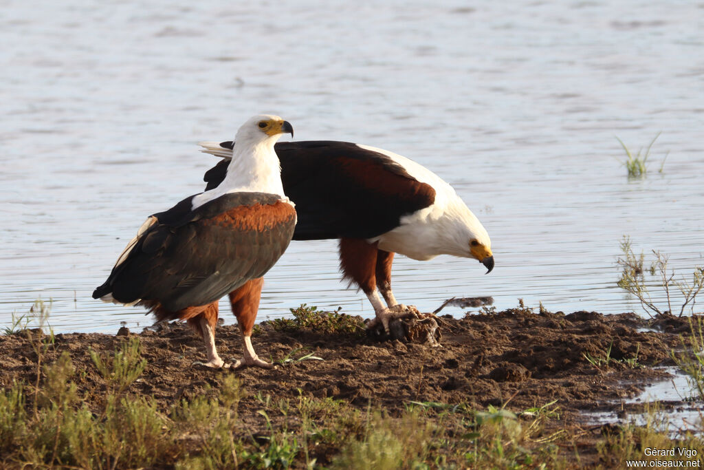 Pygargue vocifère - Pygargue vocifer<br />adulte