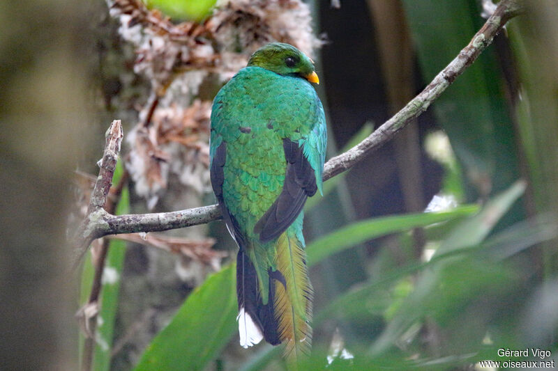 Quetzal brillant mâle adulte