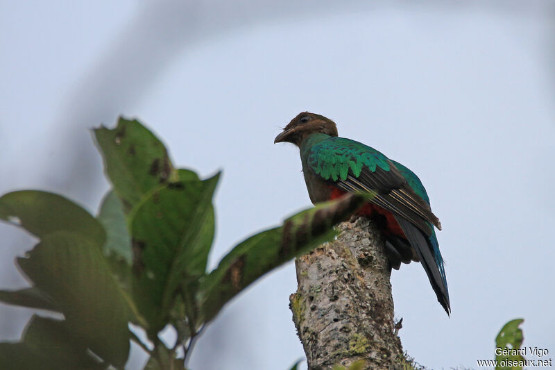 Quetzal doré femelle adulte