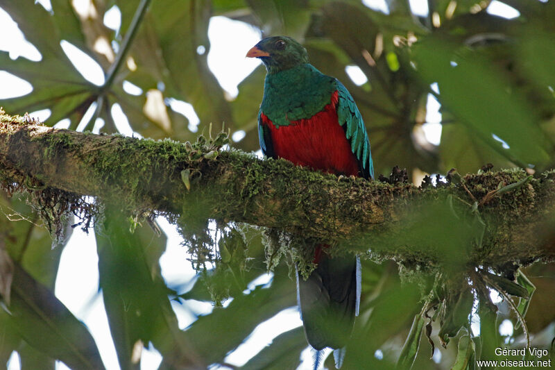 Quetzal doré mâle adulte