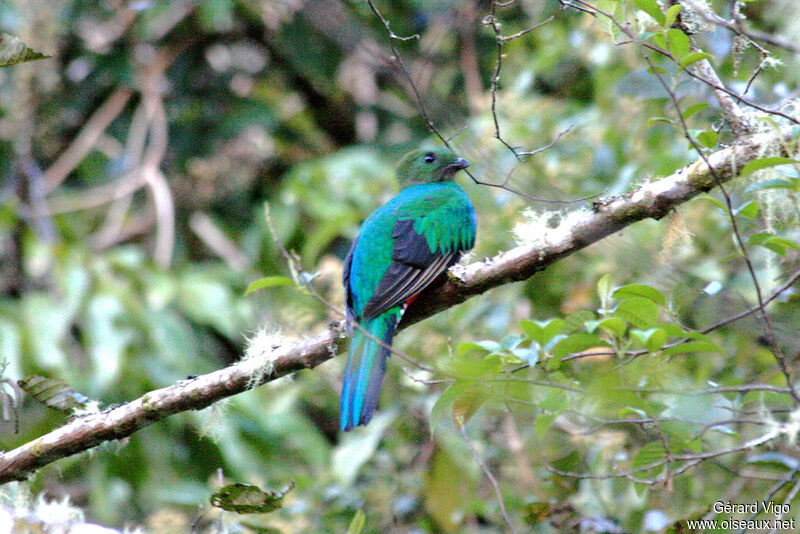 Quetzal resplendissant femelle adulte