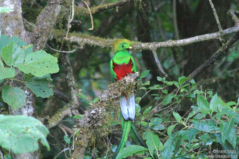 Quetzal resplendissant mâle adulte