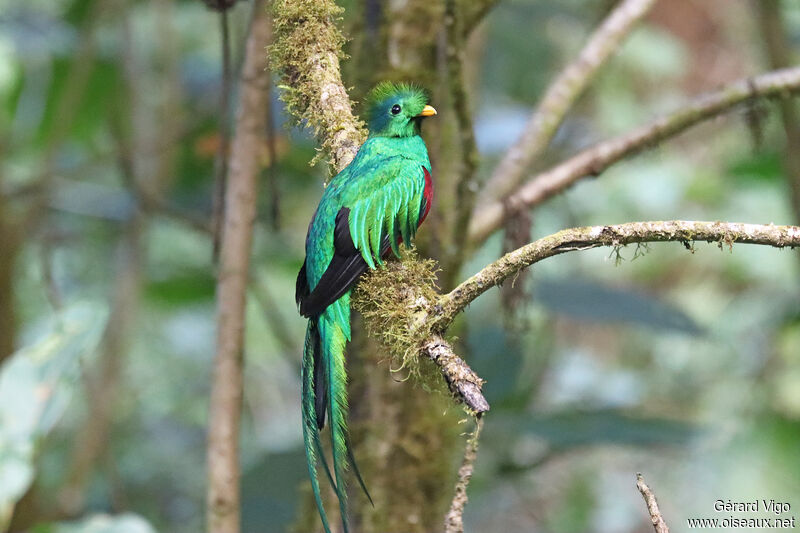 Resplendent Quetzal male adult