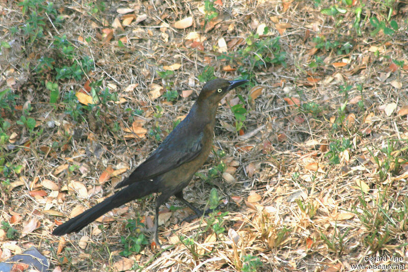 Great-tailed Grackle female adult